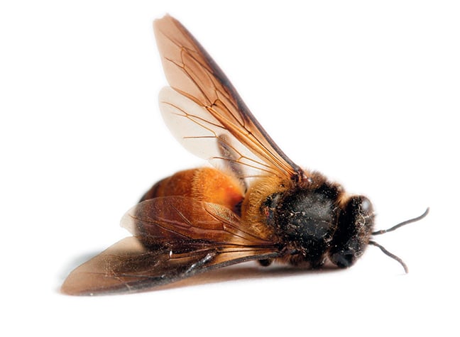 bee dead