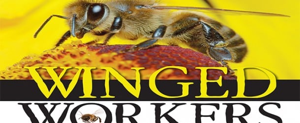 HONEYBEE POPULATIONS HAVE DECLINED DRASTICALLY IN THE LAST SEVERAL YEARS.