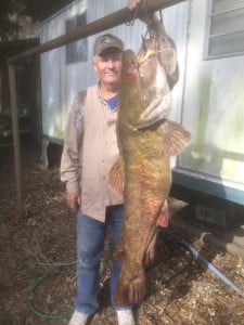 The 55-pound catfish caught on the Mermentau in December.