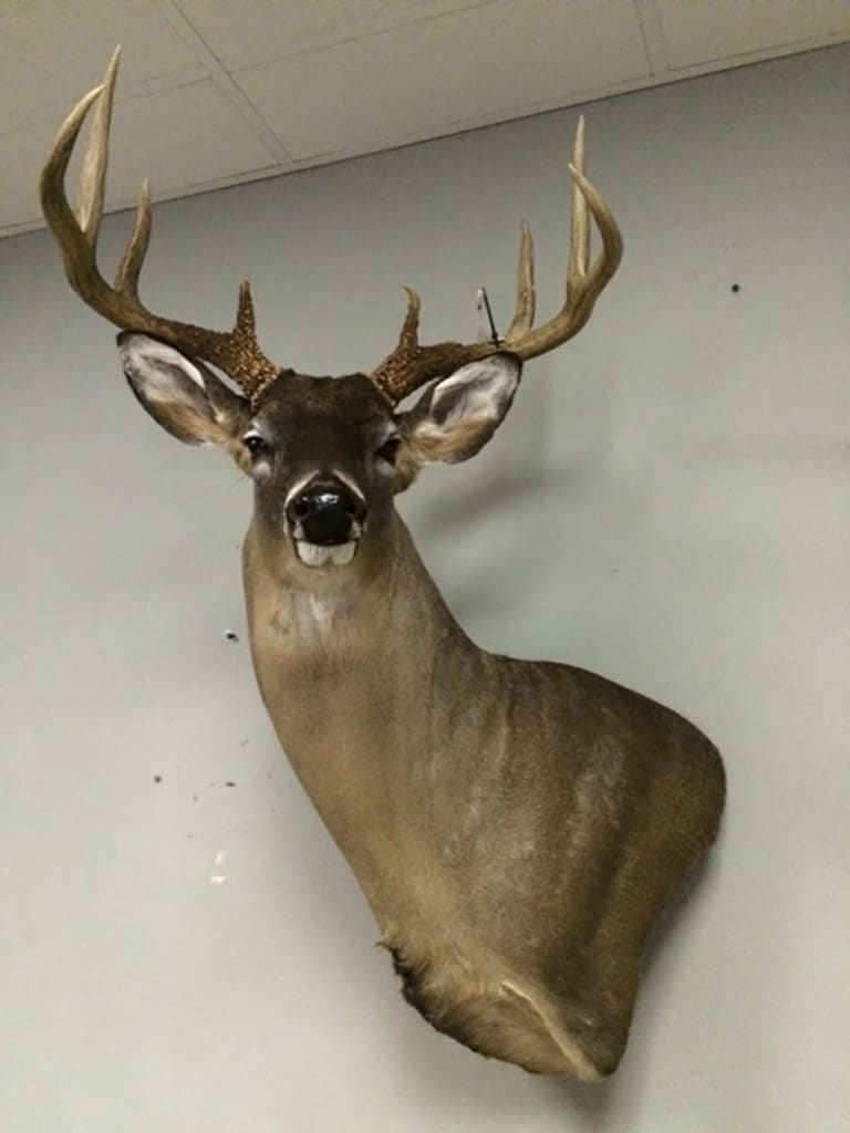 World-class buck taken at Tenses Wildlife Management Area by Oakdale resident Johnny Willis