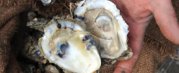 How A Short Oyster Season Could Burden Cameron Workers