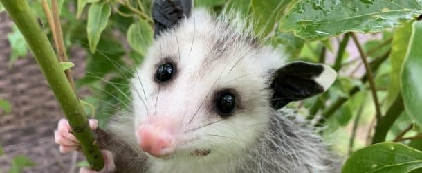 The Tale Of Salt: The Orphaned Opossum